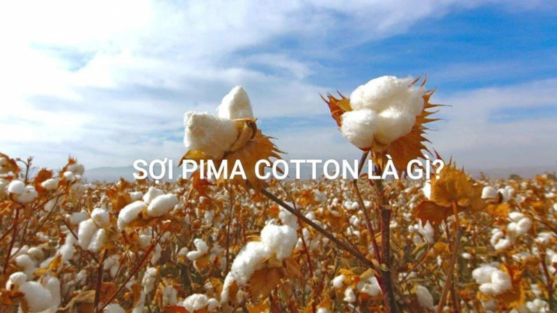 Sơ mi sợi Pima Cotton